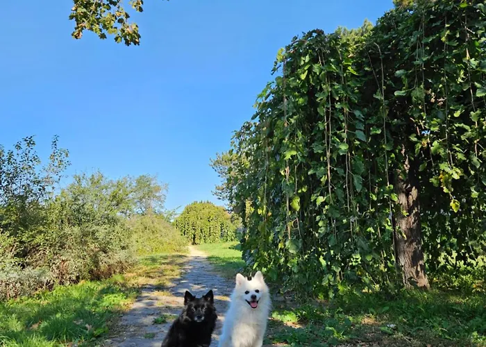 Rajiceva 贝尔格莱德